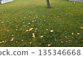 Tranquil green park with solitary tree and colorful surroundings 135346668