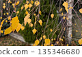 Serene scene of yellow leaves on thin branches during autumn 135346680