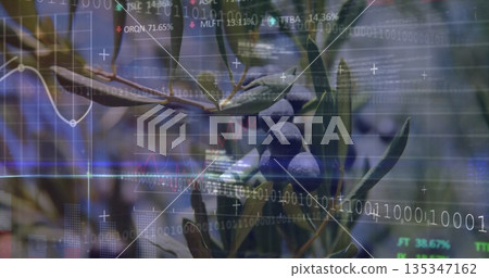 Displaying olive branch with dark olives and green leaves at olive grove, with data overlay 135347162