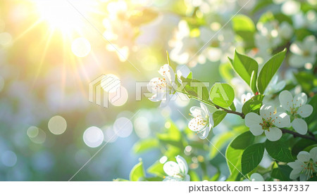 清爽的晨光（圖片中穿插著植物） 135347337