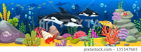 Cartoon killer whale animals, seaweeds and coral reefs ocean underwater landscape with sea orca animals. Vector cartoon seafloor with killer whale predators, crab, starfish, moray eel and cuttlefish Cartoon killer whale animals, seaweeds and coral reefs ocean underwater landscape with sea orca animals. Vector cartoon seafloor with killer whale predators, crab, starfish, moray eel and cuttlefish 135347665