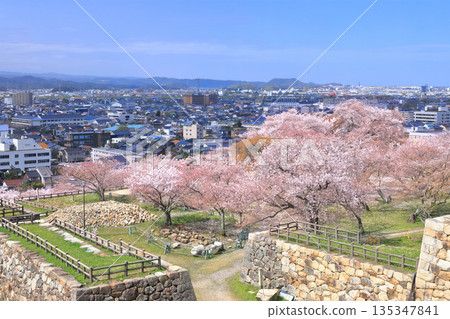 [鳥取縣] 從鳥取城看櫻花盛開和鳥取市（九州公園） 135347841