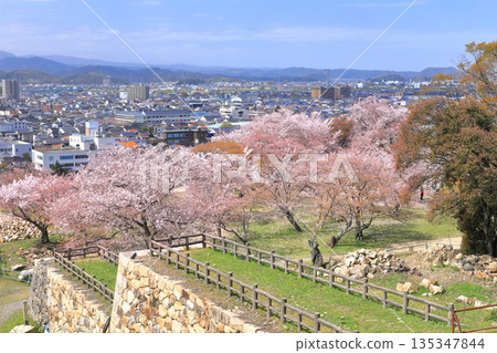 [鳥取縣] 從鳥取城看櫻花盛開和鳥取市（九州公園） 135347844