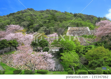 【鳥取縣】晴朗天氣下的鳥取城，櫻花盛開（久松山） 135347862