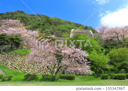 【鳥取縣】晴朗天氣下的鳥取城,櫻花盛開(久松山) 【鳥取縣】晴朗天氣下的鳥取城,櫻花盛開(久松山) 135347867