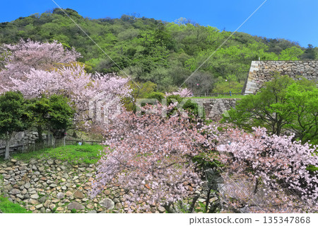 【鳥取縣】晴朗天氣下的鳥取城,櫻花盛開(久松山) 【鳥取縣】晴朗天氣下的鳥取城,櫻花盛開(久松山) 135347868