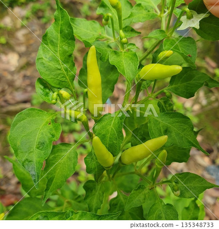 tomato plant in vegetable garden 135348733