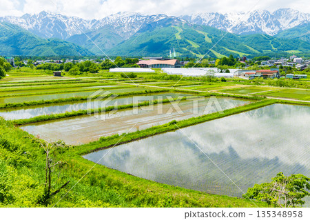 長野縣白馬村初夏時節：稻田正值插秧季節，白馬山脈仍殘留積雪。 135348958
