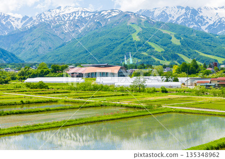 長野縣白馬村初夏時節：稻田正值插秧季節，白馬山脈仍殘留積雪。 135348962