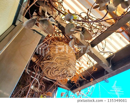 Wasp nest under the eaves on the second floor 135349081