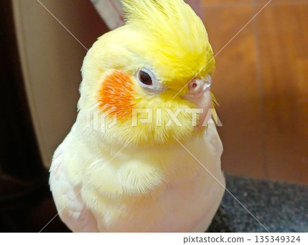 放鬆的手持玄鳳鸚鵡 放鬆的手持玄鳳鸚鵡 135349324