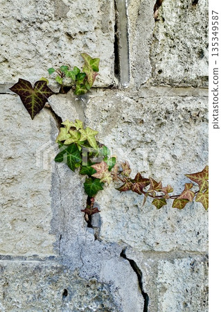 色彩繽紛的秋常春藤葉爬滿了古老的牆壁 135349587