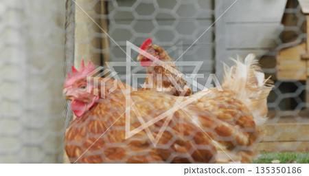 Showing brown hen standing inside chicken run, with chicken wire mesh, post, coop and grass floor 135350186