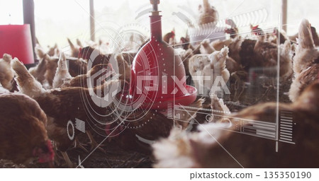 Crowding dense flock of brown hens around red automatic drinker inside barn, with HUD graphics 135350190