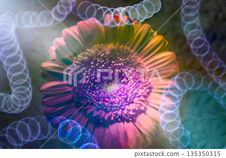 Beautiful in-camera multiple exposure photos of floating gerberas Beautiful in-camera multiple exposure photos of floating gerberas 135350315