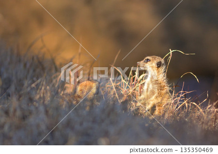 A meerkat stands in the sunlight on a winter evening 135350469