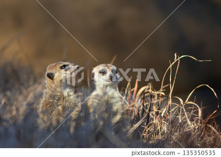 Meerkats line up to watch the sun go down Meerkats line up to watch the sun go down 135350535