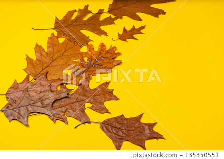 Autumn leaves scattered on vibrant yellow background Autumn leaves scattered on vibrant yellow background 135350551
