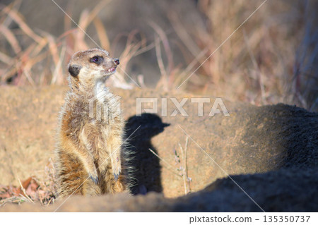 Meerkat wonders if crows fly at night 135350737