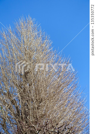A defoliated ginkgo tree against the blue sky 135350772