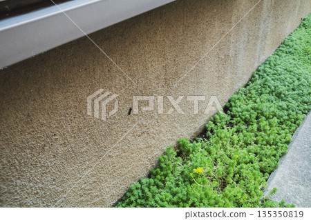 蟲子 無毛的毛毛蟲 鷹蛾毛蟲 135350819