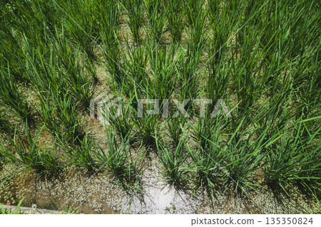 稻田 水稻 浮萍 135350824