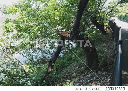 tree, verdure, tender green 135350825