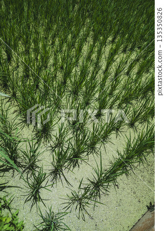 稻田 水稻 浮萍 135350826