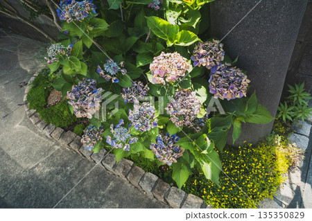 hydrangea, bloom, blossom 135350829