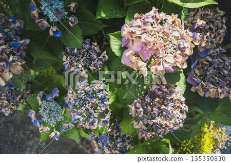 繡球花 花朵 花 135350830