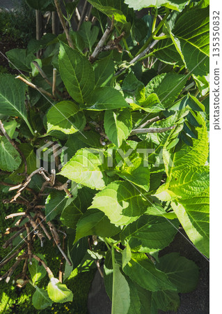 hydrangea, botanic, leaf 135350832