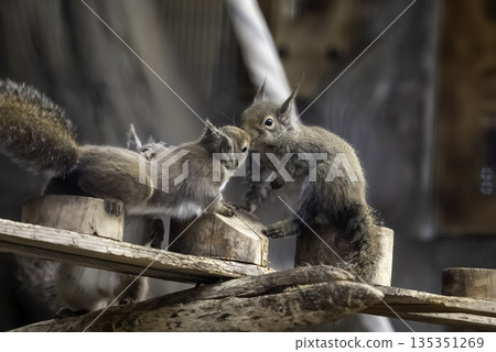 日本松鼠接吻 135351269
