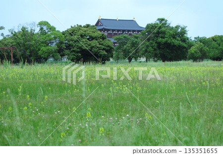Spring in Heijokyo Historical Park: A corner of the green zone, where yellow spring weeds bloom. 135351655