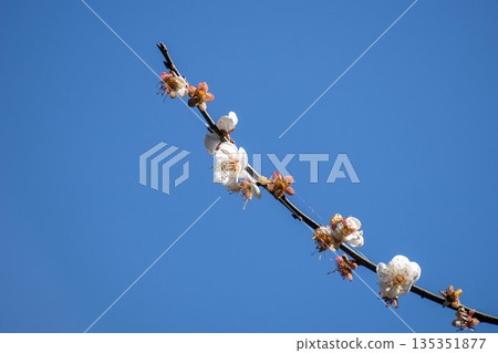 Plum blossoms 135351877