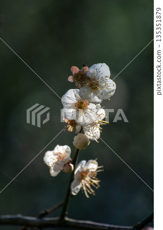 Plum blossoms 135351879
