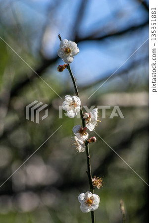Plum blossoms 135351881