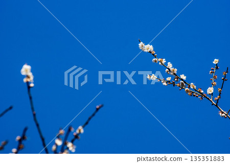 Plum blossoms 135351883