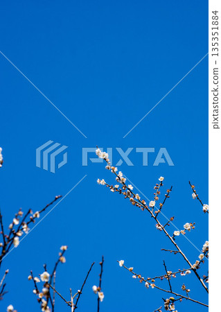 梅花 梅花 135351884