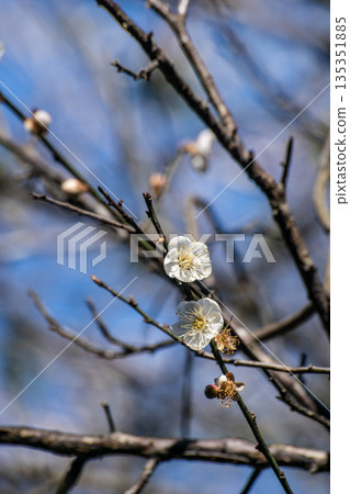 Plum blossoms 135351885