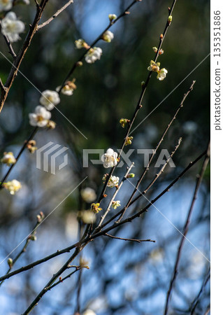 Plum blossoms 135351886