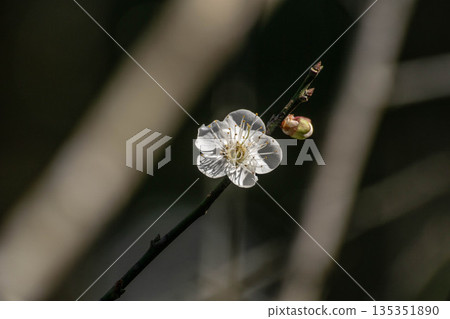 Plum blossoms Plum blossoms 135351890