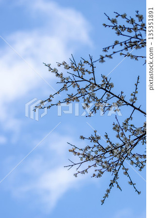 Plum blossoms 135351891