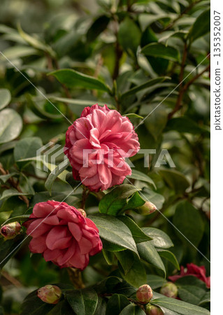 camellia camellia 135352007