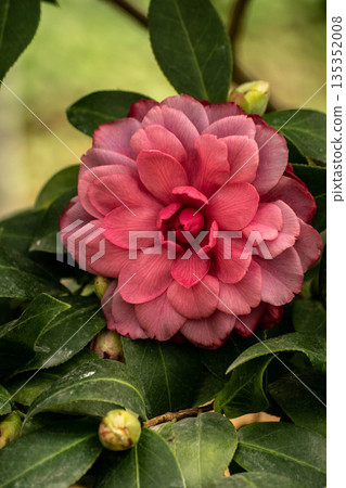 茶花 茶花 135352008