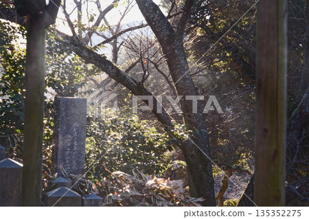 Shrine in the forest Shrine in the forest 135352275