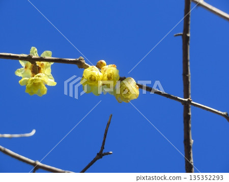 Ruby flowers telling the spring Ruby flowers telling the spring 135352293