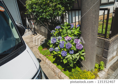 hydrangea, bloom, blossom 135352407