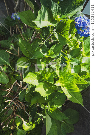 繡球花 植物 植物學 135352411