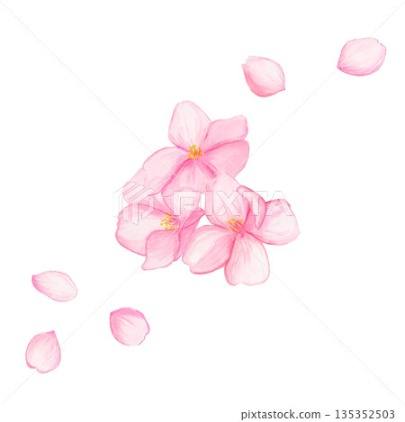 Three hand-painted watercolor cherry blossoms and falling petals / Spring flower illustration / Cherry blossom decoration 135352503