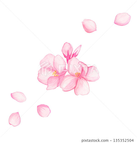 手繪水彩櫻花，兩朵花苞，飄落的花瓣 / 春季花卉插畫 / 櫻花裝飾 135352504